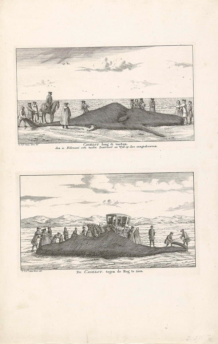 Twee voorstellingen van een walvis gestrand tussen Zandvoort en Wijk aan Zee, 1762